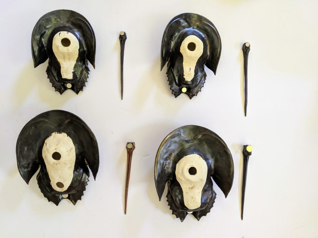 New England Horseshoe Crab Merrymeeting Clay